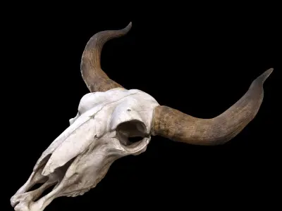 longhorn skull Low-poly 3D model