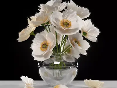  white poppies flowers 3D model