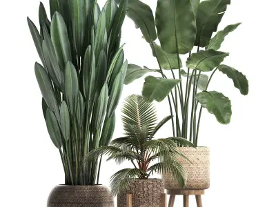 Collection Plants Banana palm Strelitzia coconut palm 400 3D model