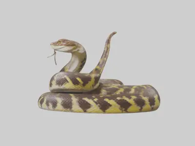 Burmese Python coiled model Low-poly 3D model