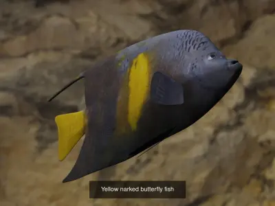 Fishes angelfish in ocean 3D Model Collection