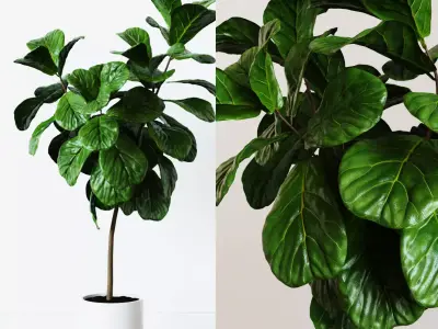 Ficus Lyrata- Fiddle Leaf Fig Plant 3D model