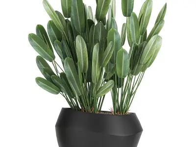 Houseplants in a pot for the interior 744 3D model