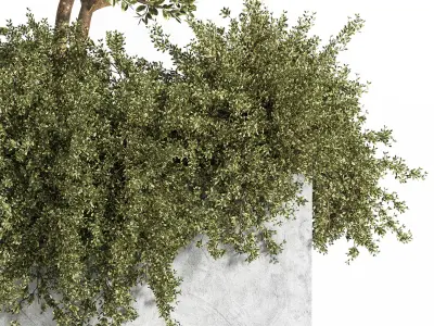 Outdoor Plants tree 06 3D model