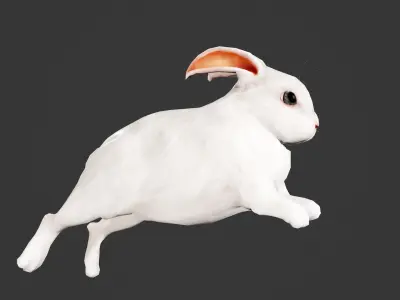animated white rabbit  Low-poly 3D model