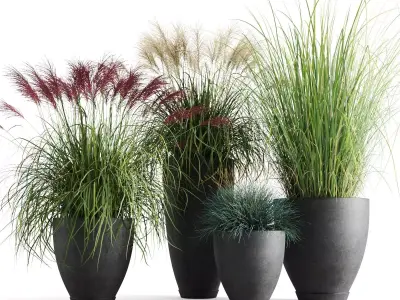 Decorative Cereals in Planters 3D model