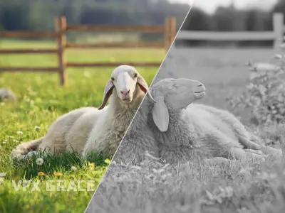 Assaf Sheep01 with 4 Animations VFX Grace 3D model