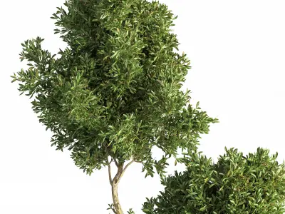 Indoor Plant Set 17 3D model