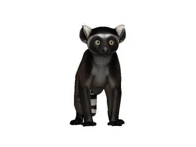 Lemur Low-poly 3D model