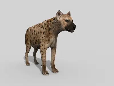 Hyena value - 3d animated hyena model 3D model