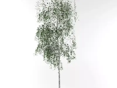Birch tree Free 3D model