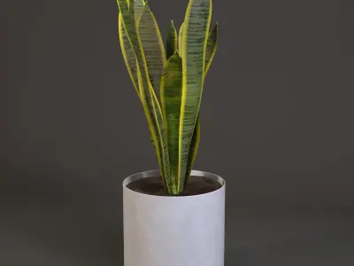 Plant Sansevieria trifasciata 3D model