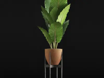 Plants Collection 56 3D model