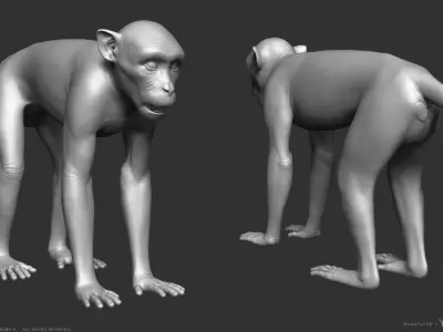 Rhesus Macaque Monkey - Highpoly Sculpture 3D model