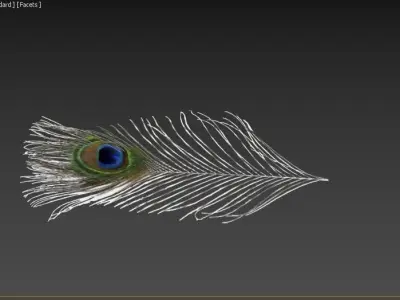 pecock feather 3D model
