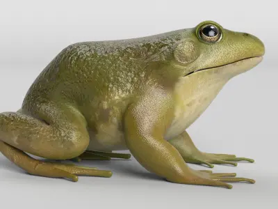 Bullfrog Animated 3D model