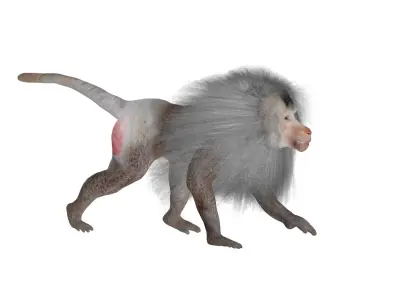 Hamadryas Baboon Monkey Low-poly 3D model