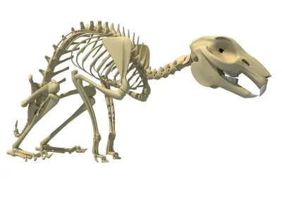Rabbit Skeleton 3D model