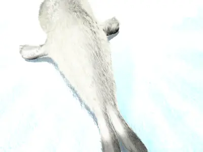 Cartoon Baby Seal Rigged Low-poly 3D model