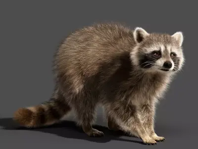 Racoon Animation  rigging  Blender 3D model