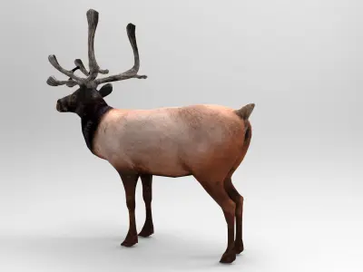 3D Reindeer game ready elk with antlers Low-poly 3D model