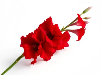 Gladiolus Red Bloom model pack Low-poly 3D model
