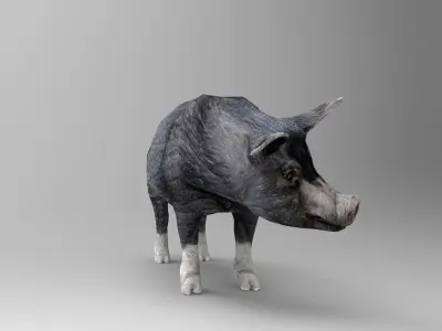 Black Pig Rigged  Low-poly 3D model