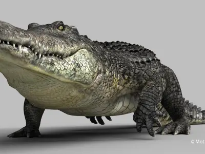 Alligator PRO 3D model