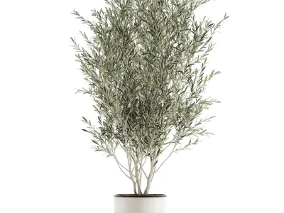Decorative olive tree  in flowerpots 646 3D model