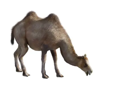 hair effect camel 3D model