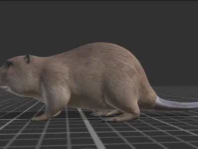Beaver Low-poly 3D model