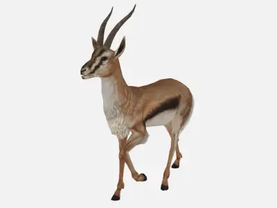antelope goat caprine sheep lamb deer animation Low-poly 3D model