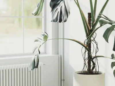 153cm Accurate High-poly Monstera Deliciosa in pot 3D model