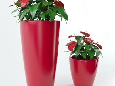Anthurium plant pots - plant pots 3D model