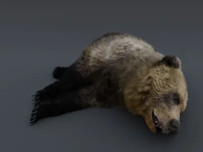 Grizzly Bear 3D model