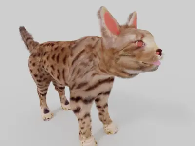 cat 3d senegal 3D model