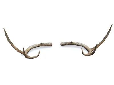 Deer Horn - Cuerno de Venado - Low poly Low-poly 3D model