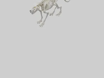 Tiger Skeleton model Low-poly 3D model