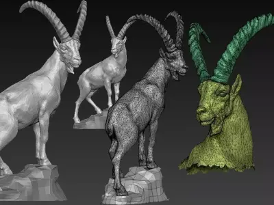 ibex  steinbock 3D model