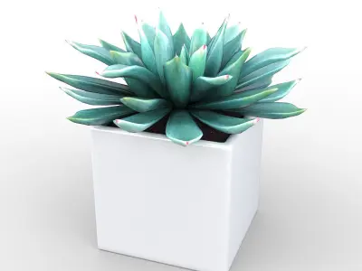 Potted Plant - Succulents  3D model