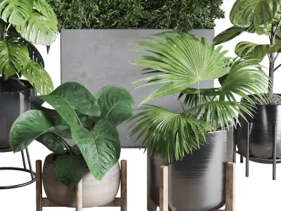  indoor plant ficus lyrata monstera palm in a wooden 3D model