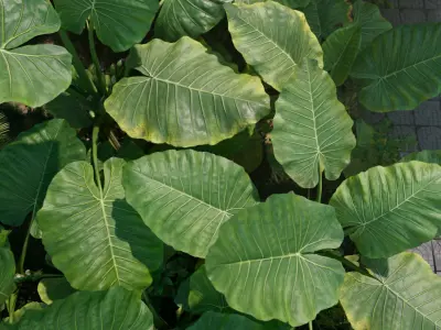 3D Taro Collection plants in garden near building Low-poly 3D model