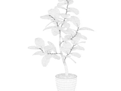 Ficus benghalensis 3D model