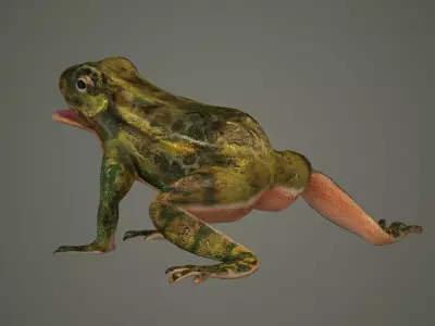 nature animal amphibians frog tree frog 3D model