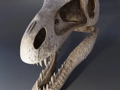 Tyrannosaurus Rex Skull 3D model