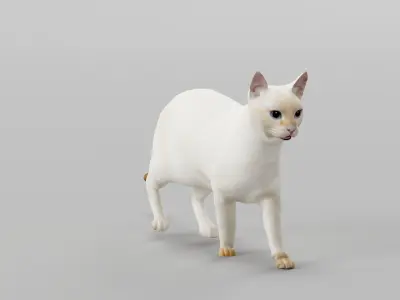 Flame Point Siamese Cat  3D model