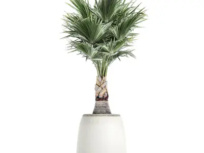 Decorative palm in a white flowerpot 818 3D model