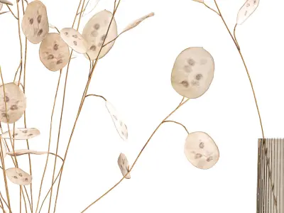 Bouquet of dried flowers  Lunaria in a glass vase 129 3D model