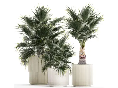 Beautiful fan palms in flower vases for decoration 1271 3D model