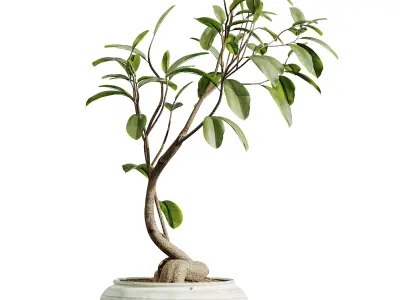 AV HousePlants Japandi Minimalism Ficus Dracaena Marginata12 3D model